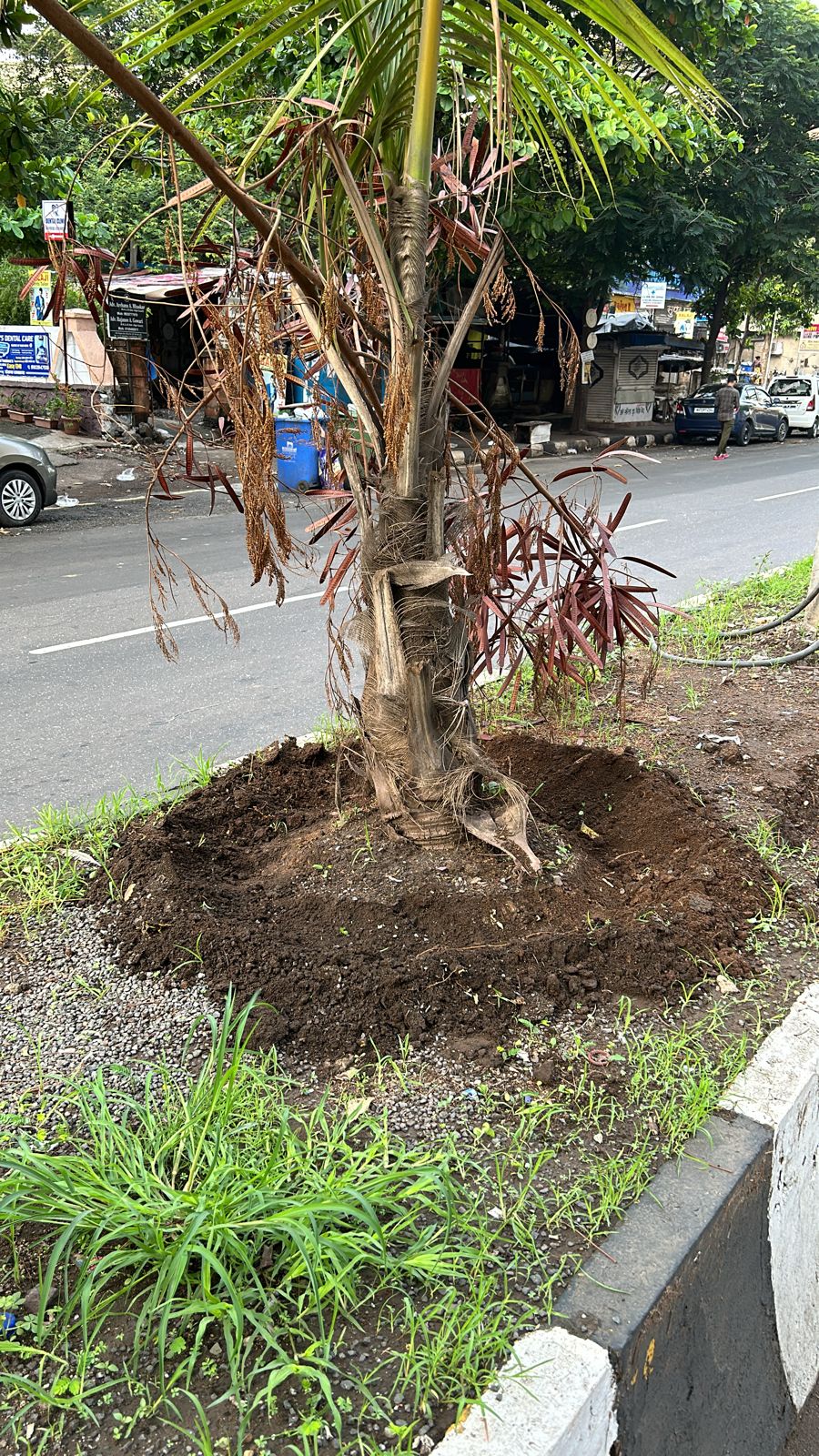 Water Basin Creation for Roadside Trees - Kamothe - Nov 2024